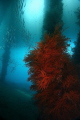 Under Dauin pier in Dumaguete. The water was a turbid but that gave the light a lovely 