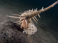 Murex Laid Her Eggs, using Sea N Sea DX 1G, YS110 strobes