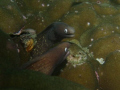 wide eyed morays having a chat

- the sock puppets of the sea!