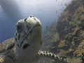 Very friendly turtle. Was practicing wide-angle natural light shots with Oly 5050 and Inon WA lens from Cayman Aggressor off Little Cayman. This turtle swam right up to me as I was taking photos of the Aggressor above the wall.