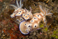 2 nudi's , nudi falls great dive for many nudibranchs on black sand in the lembeh Strait