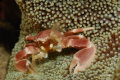Marbled anemone crab busy siphoning and eating