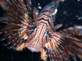 Returning topside from a deep dive I came across this Lionfish. He came at me and stayed long enough for me to snap this great photo.