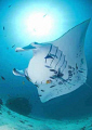 manta, Raja Ampat