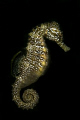 Nikon D200, Nikkor 60 mm, 2x Z240 strobe