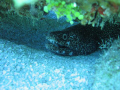 Eel under coral,  Taken with 3.2 megapixel cannon