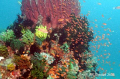 Anthias surround an outcropping of coral covered with crinoids.  Bethlehem, Anilao, Philippines/2 June 2008.  Nikon D300/18-55mm Nikkor/Ikelite Housing w/8