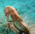 large pregnant 6 inched seahorse posing rather gracefully n looking quite elegant ..Canon 7,inon strobe with HID lighting