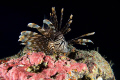 Everybody seems to like the lion fish shots so here is one of my favorites from inside the Blue Hole Palau