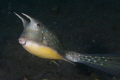 Longhorn cowfish. Lembeh Streit.