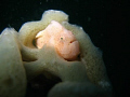 frog fish hide in sponge