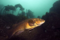 Ballan Wrasse, St Abbs 