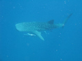 Grace of the sea 
