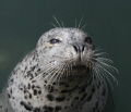 This little guy was hanging round all the boats in one of the harbours at Vancouver Island and was too cute to resist taking a photo!