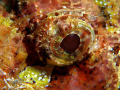 Eye of the Scorpion - Canon A640, Full Frame, Inon Z240, Single Macro
