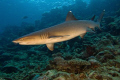 Maui has great diving! Shot this White Tip Shark in my back yard diving off lighthouse point