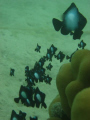A family of Hawaiian Dascyllus or alo'ilo'i off Makai Pier, Oahu