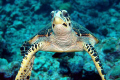 Hawksbill turtle