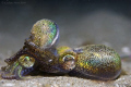 Mating dumpling squid. A very unusual find that was spectacular to watch.

Nikon d80, 60mm, ds 51 strobes