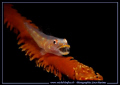 Just when it was opening his mouth... that is luck... :O) Just love these Gobies... :O)