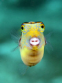 Crowned Toby, Taken at Sharks Cove on Oahu's north shore. I used my Canon 20D W/60mm macro ISO/200 F/5.6 1/60s. 