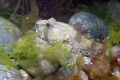 Long Spined Sea Scorpion taken at Trefor North Wales