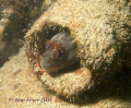 Tompot Blenny taken at Trefor Pier, North Wales.  Nikon D80, 60mm Macro,  Ikelite Housing & Ikelite DS125 Strobe