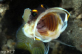 Blotched jawfish...captured using Canon EOS 400D, with Sea and Sea housing and strobes, 100 mm Canon macro lens