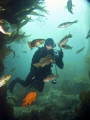 Underwater Photographer making eye contact with the locals.
Casino Point,Catalina.
Canon G-9 wih Ikelite Housing and DS-51 Sub Strobe. Inon Wide Angle Lens