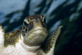 Grren Turtles like this one are common in the Similan island's in Thailand. This fellow was shot in Donald Duck bay while he was hanging around the back of the dive deck.