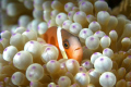 Shooting clown fish always takes some patience to get the right look from the subject. The purple in the anemone made the shot  particularly beautiful.