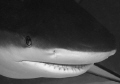 Caribbean Reef Shark, Grand Bahama.