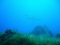 bank of dorades swimming free in Ustica Island