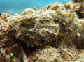 ScorpionFish At Cerro Gordo Beach diving, Vega Alta Puerto Rico. in this photo I use new camera Canon 950SI/wYS27 strobe.