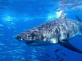 The Stare Down, Photo taken at Isla Guadalupe, with an Olympus C8080