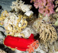 Spanish Lady Nudabranch, Straits of Tiran, Egypt