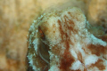 This guy was showing his colors. Night dive of an octopus.