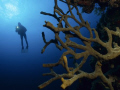 wide angle shot with reef and diver