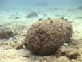 UNEXPLODED SHELL