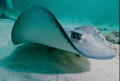 Stingray City.