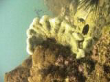 karachi coast, FAN SPONGE