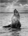 One of my most memorable marine life encounters. A baby seal basking in the morning sun

Olympus sp-350