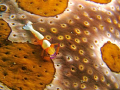 Emperor Shrimp on Sea Cucumber taken in Lembeh, N Sulawesi using Olympus SP350, Olympus housing, single INON D2000 strobe