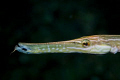 Closeup of a Trumpetfish in Similan Islands, Thailand. nikon D80, 60mm lens.