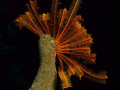 Red crinoid