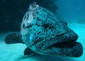 Potato cod at Barrier Reef's Cod Hole.