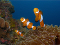 A family of False Clown Anemonefish popped up from their anemone home to say Hi! to me. Taken in Redang Island, Malaysia with Olympus SP 350 and 2 Inon strobes