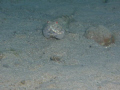 Lizard fish