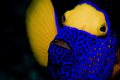 Image taken in Similan islands with a Nikon D80 and a 60mm lens.
