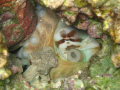 Hidden octopus